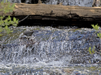 American Dipper 2196